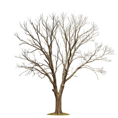 Obraz premium Isolated Illustration of a Tree with No Leaves on Transparent Background