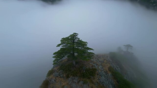 Majestic Pine Tree Above the Clouds, A Serene Landscape in a Mountainous Terrain