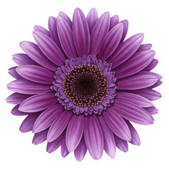 Isolated Purple Gerbera Flower with Transparent Background Illustration
