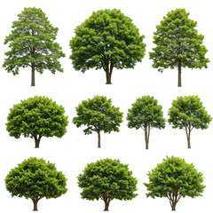 Isolated Realistic PNG Tree Collection Green Lush Foliage Natural