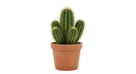 Isolated Cactus Plant in Brown Terracotta Pot on Transparent Background