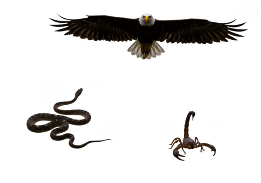 Isolated Transparent Background of Eagle Snake and Scorpion Wildlife