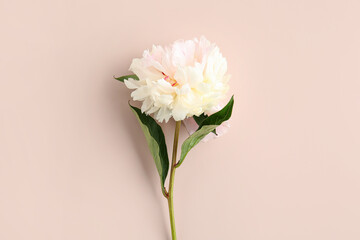 Beautiful white peony flower on pink background, closeup