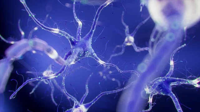 Neuron cells with synapses in the human brain firing signals. Neuron and synapse activity, Nerve conduction, biology concept, 3D rendering.
 - Powered by Adobe