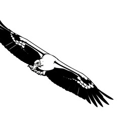 A turkey vulture soaring effortlessly on updrafts