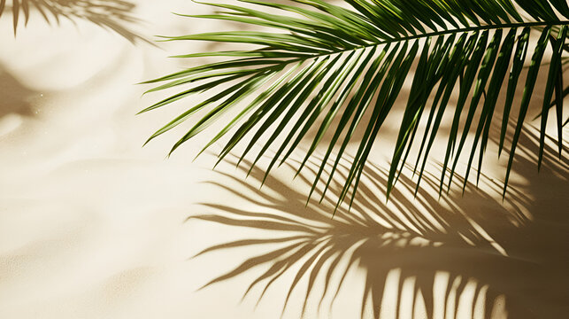 Palm leaf casting shadows on a sandy surface. Tropical vibes with calming neutral tones, perfect for summer.