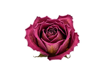 Isolated Maroon Rose Flower on Transparent Background Floral Beauty