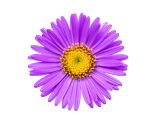 Vibrant purple flower with a bright yellow center, showcasing delicate petals and intricate detail