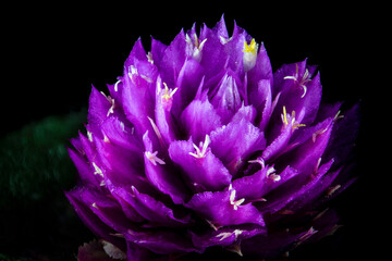 White flowers on purple bracteoles of globe amaranth (Gomphrena globosa) in Japan in early summer