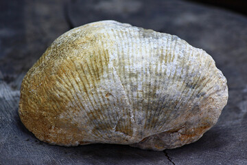 Surface texture of a fossilized brachiopod fossil replaced by silica, common specimen from central...