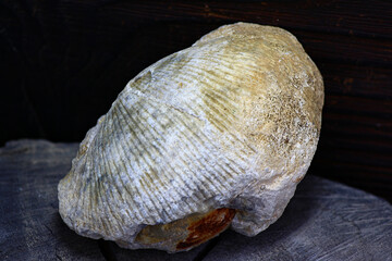 Surface texture of a fossilized brachiopod fossil replaced by silica, common specimen from central...