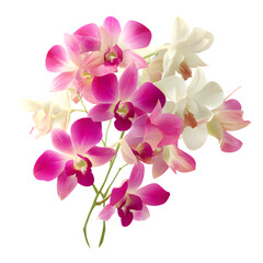 Obraz premium Pink phalaenopsis orchid blossom isolated on a white background, highlighting its natural beauty and delicate petals