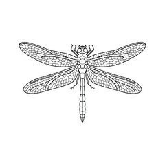 Stylized Dragonfly Line Art Vector for Scientific, Educational, and Design Projects