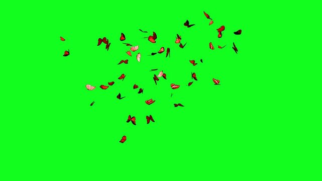 A group of butterfly flying animation on green screen effect background