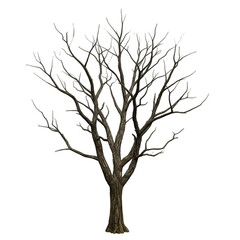 Isolated Illustration Tree with Bare Branches and Transparent Background