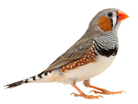 Zebra finch bird close up shot isolated on transparent background