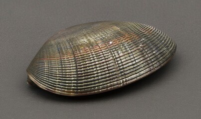 Isolated single clam shell with intricate texture and delicate line patterns