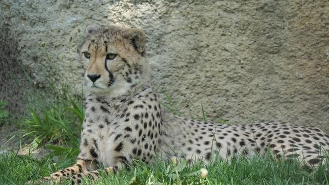 Close-up of a cheetah staring intently, showcasing its fierce gaze and spotted fur coat