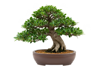 Isolated Transparent Background of Green Bonsai Tree in Brown Pot