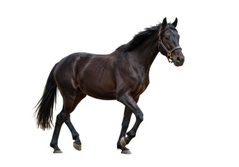 Fototapeta premium Isolated Portrait Of A Dark Glossy Stallion Animal On Transparent Background