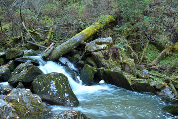 A fallen tree covered with moss blocks the rocky bed of a mountain stream on a cloudy autumn...