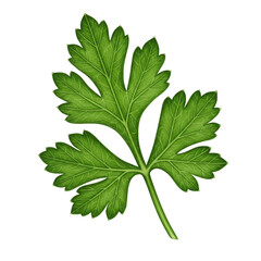 Isolated Transparent Background Green Cilantro Herb Leaf Ingredient