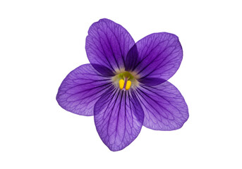 Obraz premium Isolated Transparent Violet Flower Purple Petals and Stamens Blossom