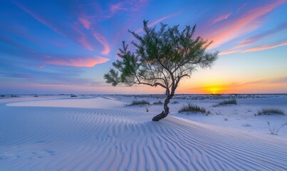 Single tree on white sand dune landscape at sunset with colorful sky