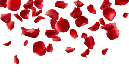 Red rose petals on a white background symbolize love and romance, perfect for Valentine's Day or wedding celebrations