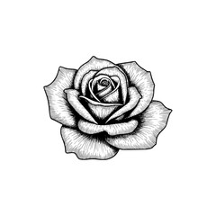 Rose flower floral bloom blossom petal plant botanical garden nature drawing illustration art design