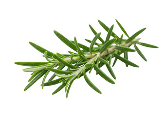 Isolated Rosemary Branch Aromatic Herb on Transparent Background