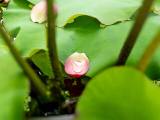 落ちた蓮の花弁と水滴