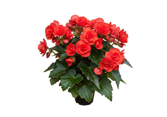 Isolated Transparent Background of Red Begonia Flower Plant Bloom