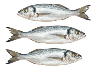 Naklejka premium Isolated Transparent Background of Three Fresh Gilthead Seabream Fish