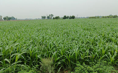 lush green corn crop field, agriculture framing, nature wallpaper, livestock feed 