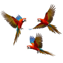 Fototapeta premium Isolated Three Colorful Scarlet Macaw Parrots Flying On Transparent Background
