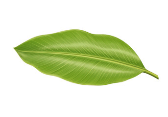 Fototapeta premium Isolated Tropical Green Leaf with Detailed Veins and Transparent Background