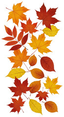 Isolated Transparent Autumn Leaves Background Featuring Fall Foliage