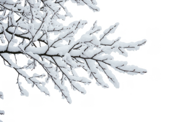 Isolated Winter Branch Covered with Snow on Transparent Background