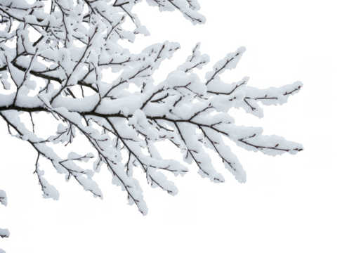 Isolated Winter Branch Covered with Snow on Transparent Background
