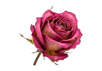 Isolated Transparent Background of a Red Rose Flower Head Bloom