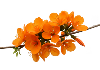 Orange Flowers on Branch Transparent Background Floral Illustration