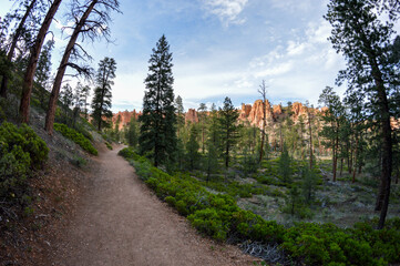 Landscape of a winding dirt trail through the valley of Bryce Canyon National Park. The cool, muted tones of the pine trees and brush contrast with orange hoodoos. Perfect to show relaxing nature.