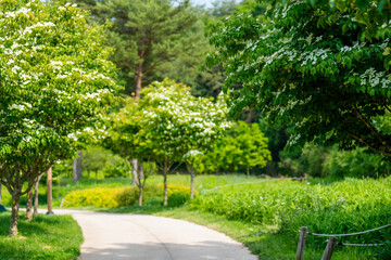 Landscape of a green forest path with white Dogwood (Cornus kousa) flowers in full bloom in spring