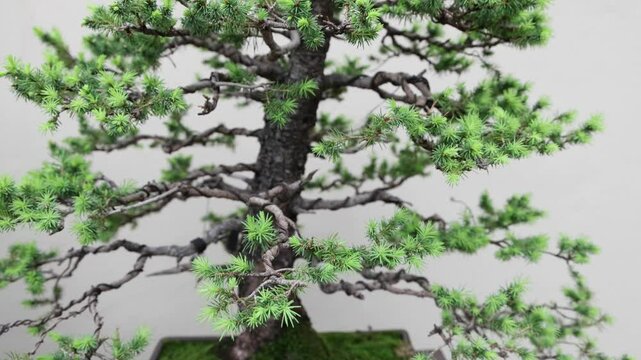bonsai tree close up footage (japanese miniature old aged trees in pot) clay glazed planter bark leaves foliage wire wired wires shape branches training train beautiful artform originally from japan