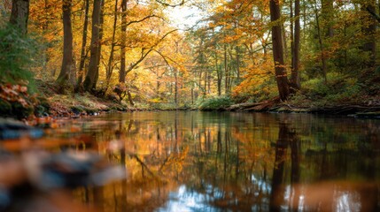 Fototapeta premium Reflections In A River Flowing Through An Autumn Forest