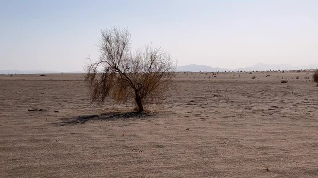 desert nature dey flora plant dry tree scenic saudi arabia iran travel guide destination sand dune golden sunlight summer environment outdoor vacation tourist wanderlust relaxation warm climate tehran