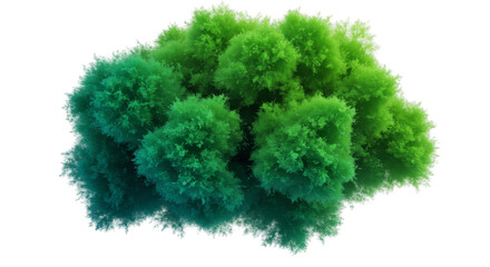 Fototapeta premium 3D Rendering Green Foliage Trees Transparent Background, Natural Flora Bush
