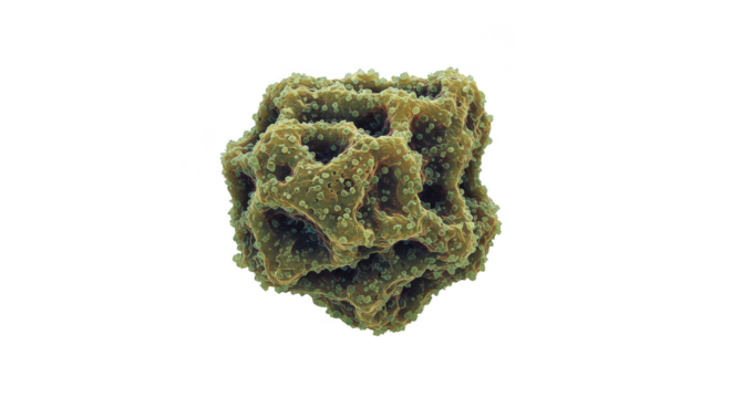 3D Render Organic Coral Shape With Transparent Isolated Background