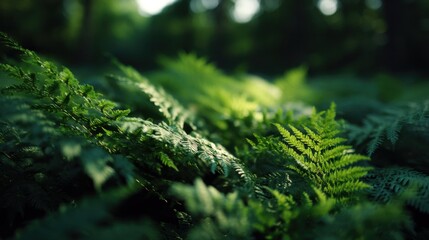 The Forest Floor Of Ferns Is Dappled With Sun